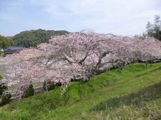 桜2014その１.JPG