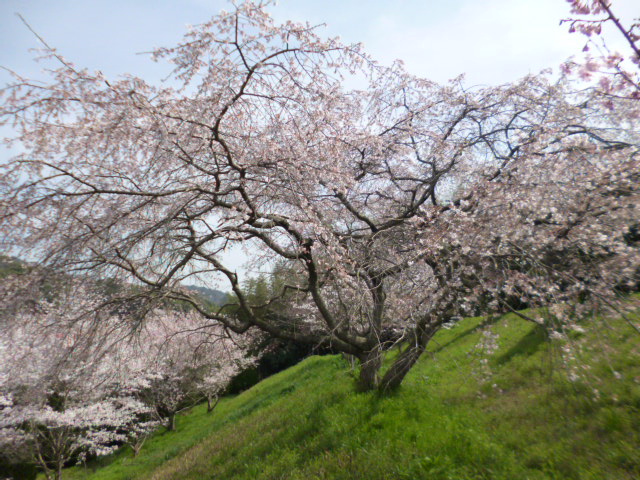 桜2014その２.JPG