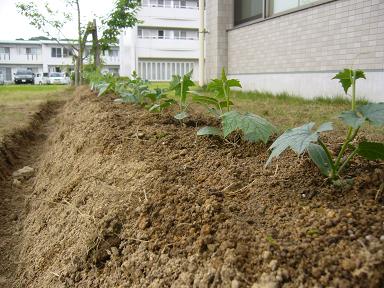 植え付け終わり.JPG